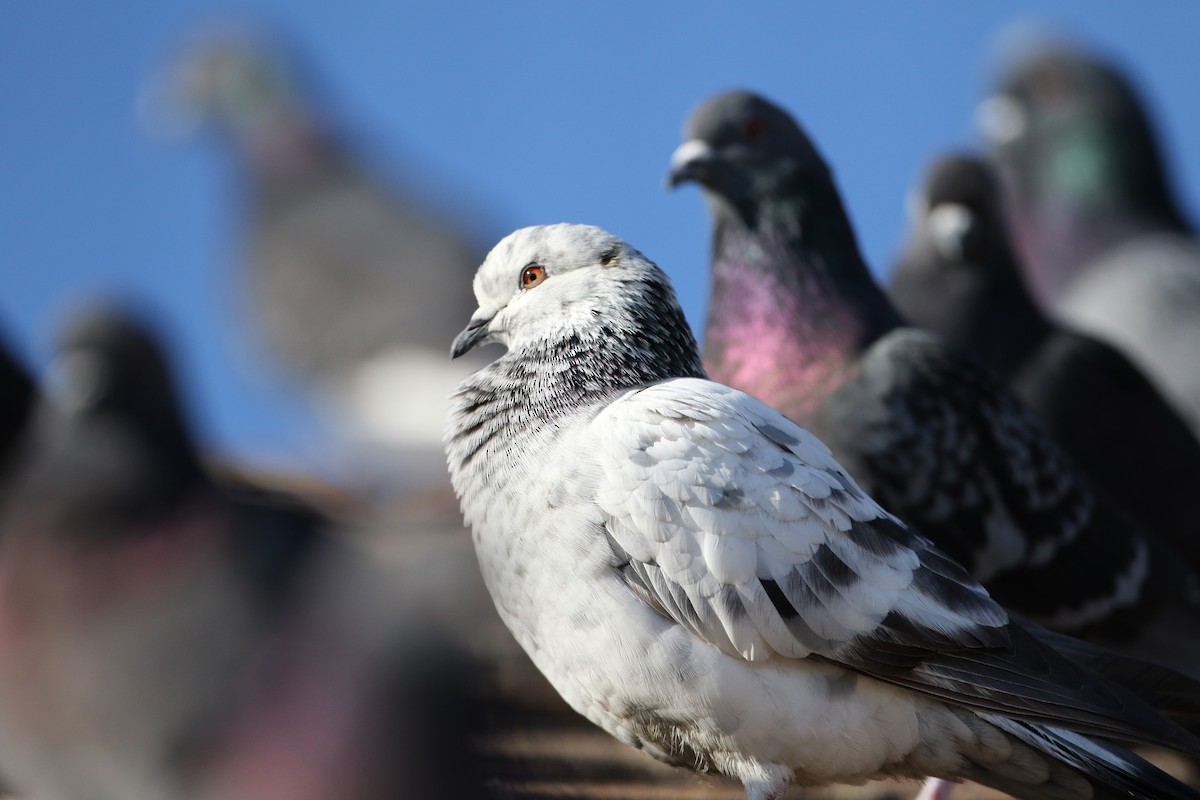 Rock Pigeon (Feral Pigeon) - ML44654341