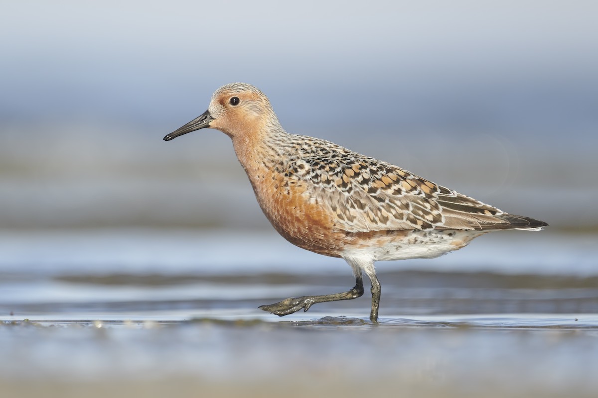 Red Knot - ML446543521