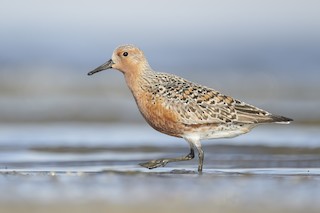 Red Knot