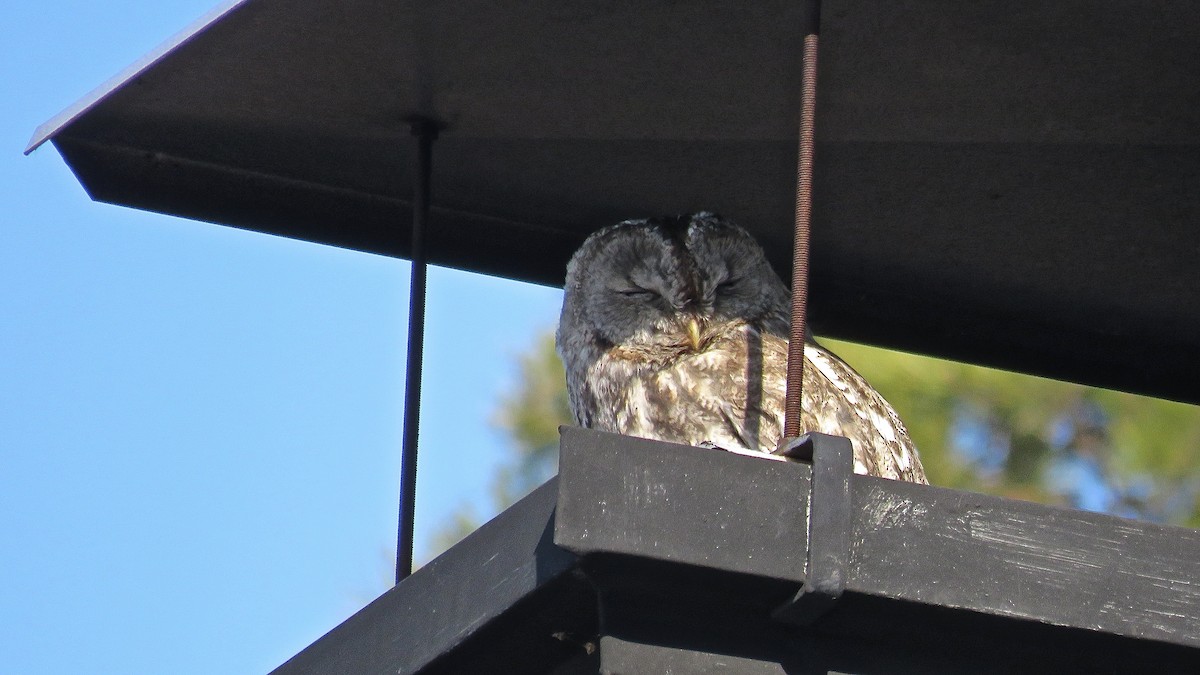 Tawny Owl - ML446548081