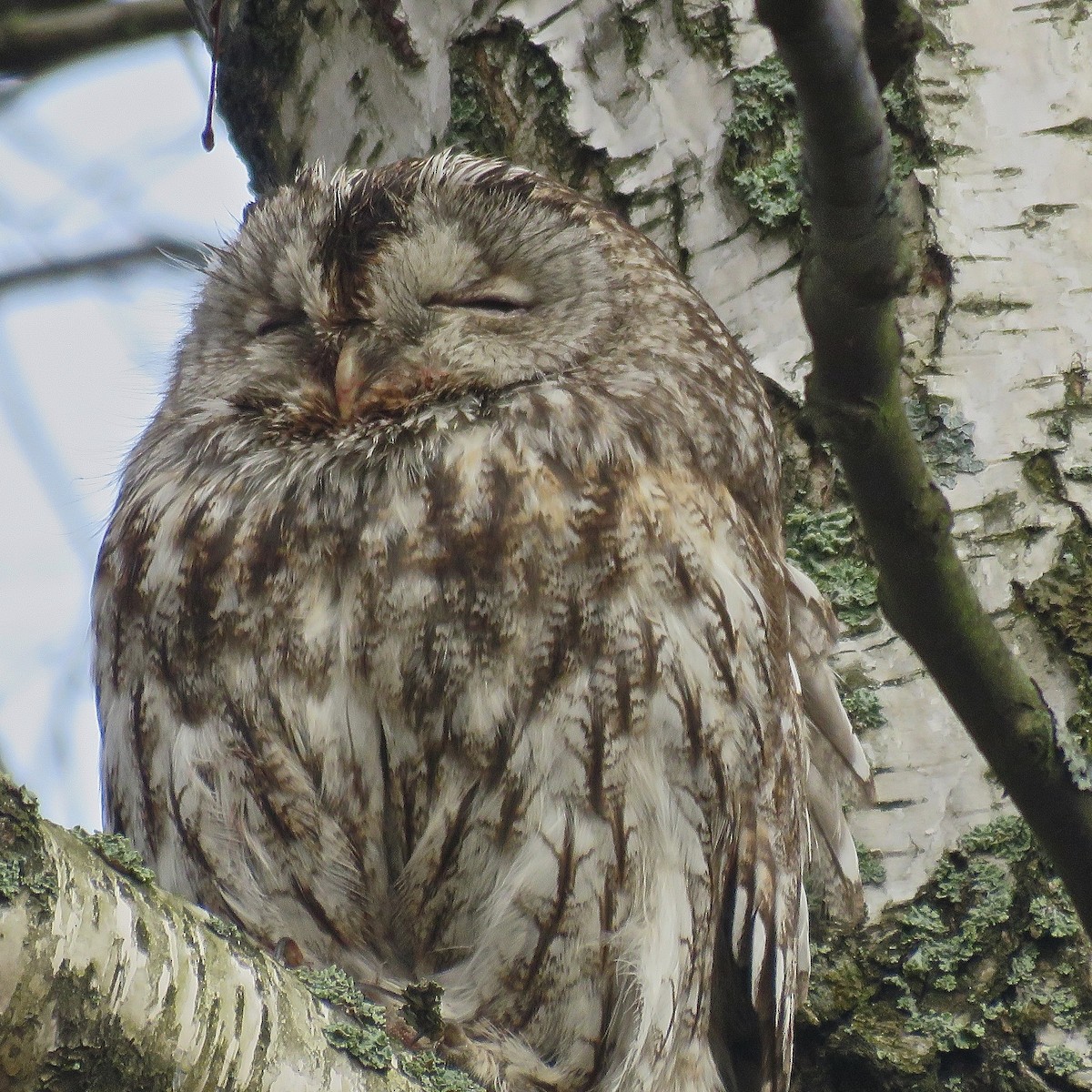 Tawny Owl - ML446548661