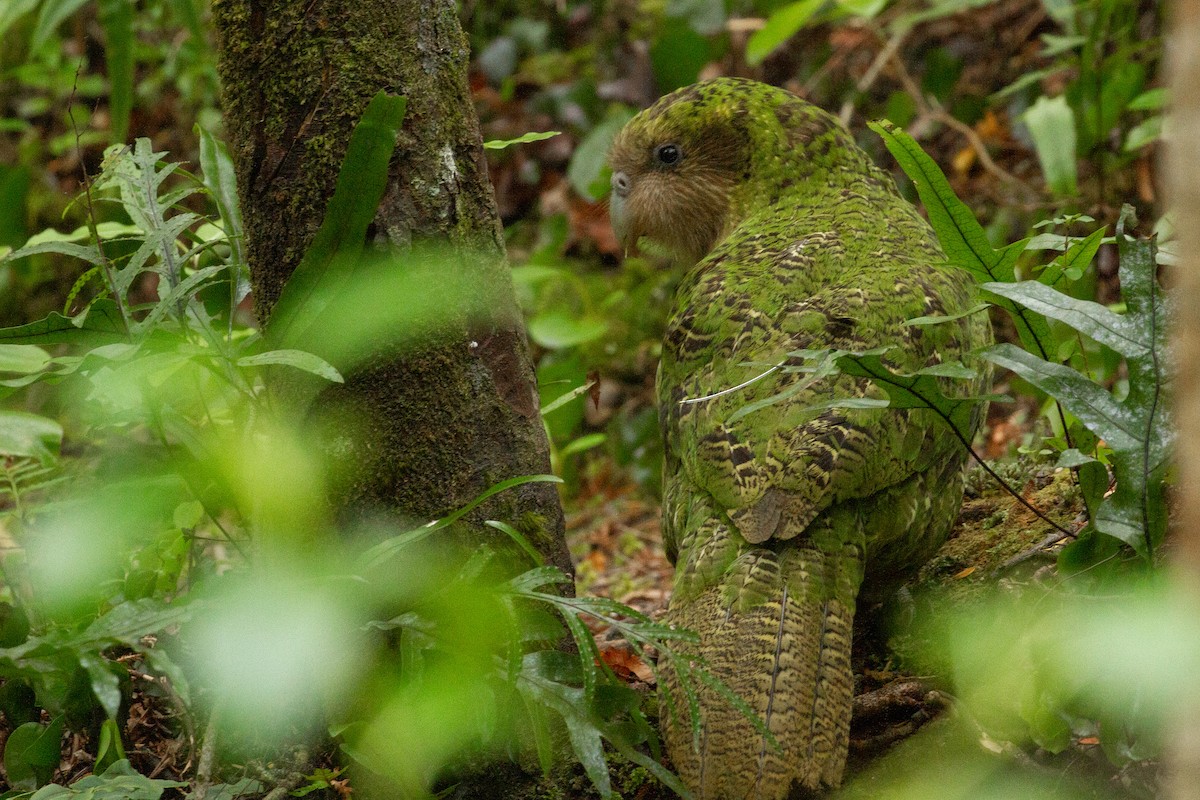 kakapo soví - ML446550811