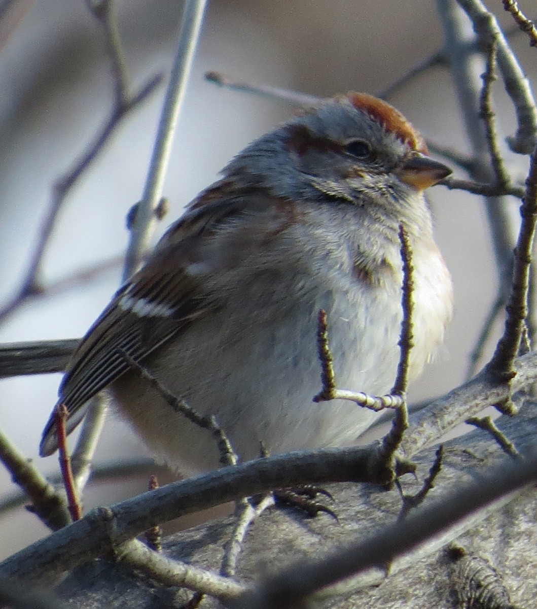 American Tree Sparrow - judith morsink