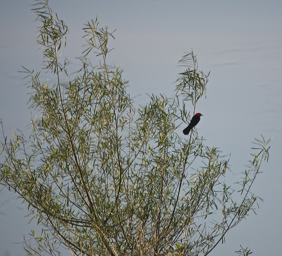 Scarlet-headed Blackbird - ML44656131