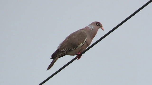 Bare-eyed Pigeon - ML446561581
