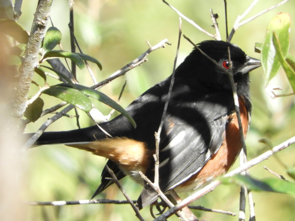 Eastern Towhee (Red-eyed) - Cheri & Rich Phillips