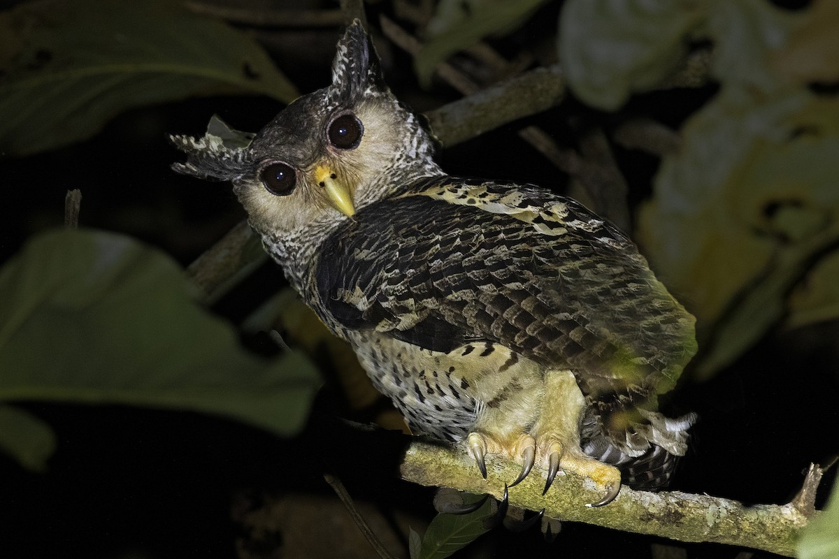 Spot-bellied Eagle-Owl - Arpit Bansal