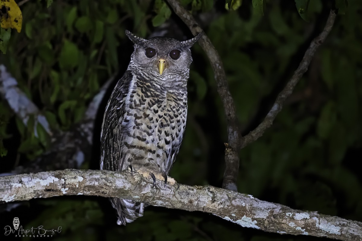 Spot-bellied Eagle-Owl - Arpit Bansal