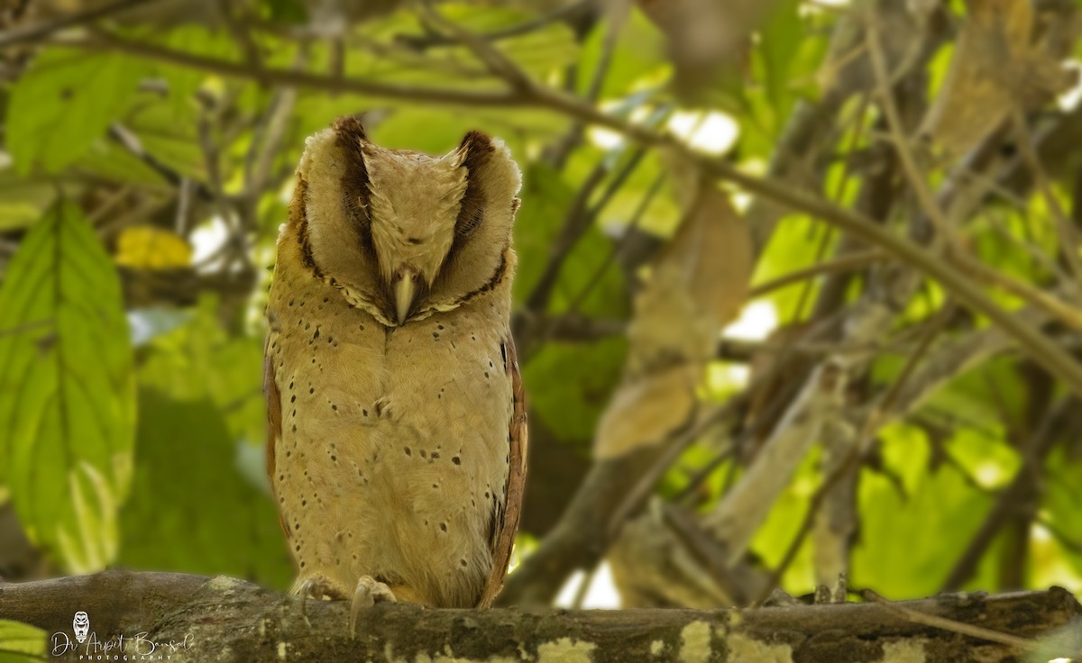 Sri Lanka Bay-Owl - Arpit Bansal