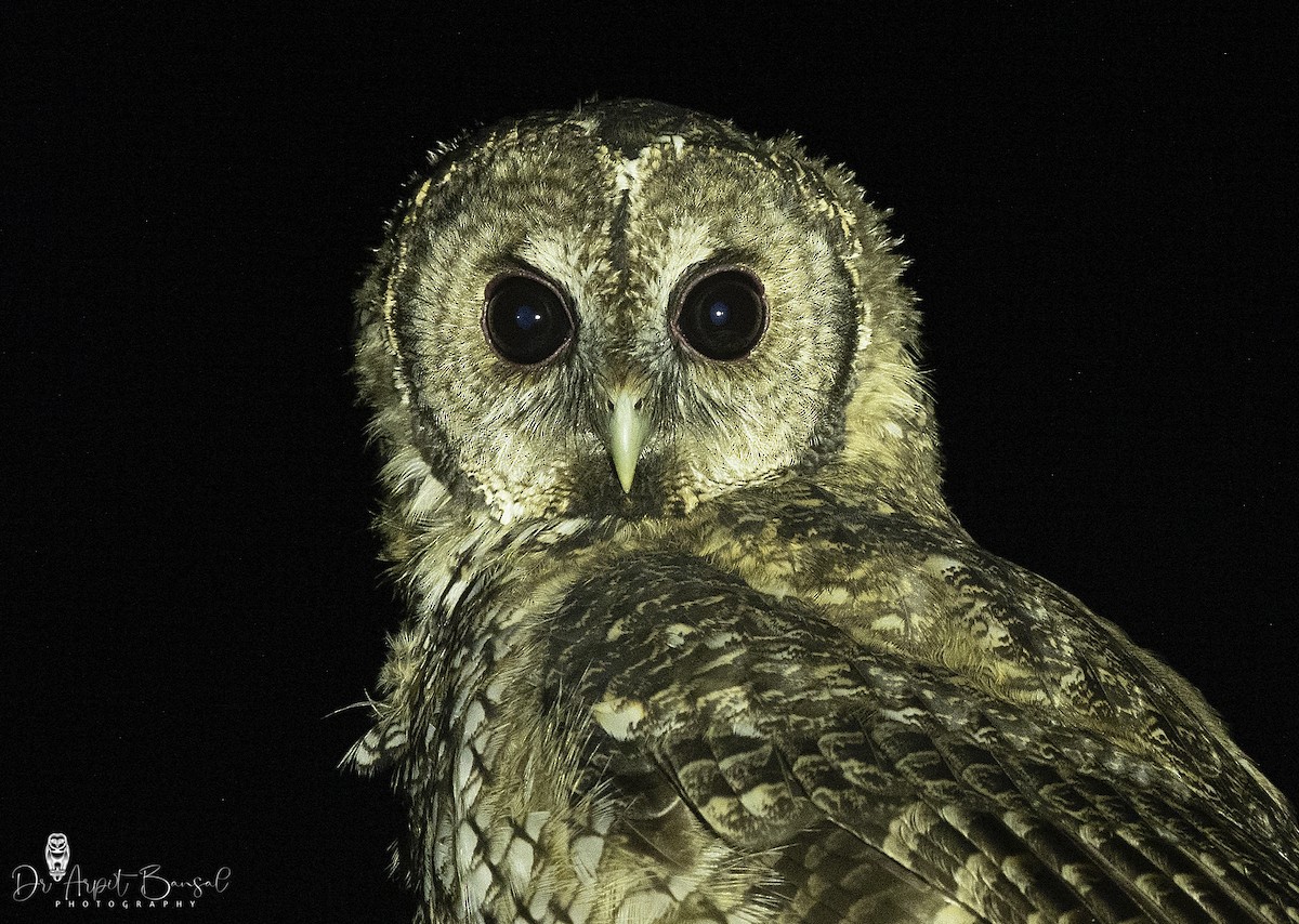 Himalayan Owl - ML446566171