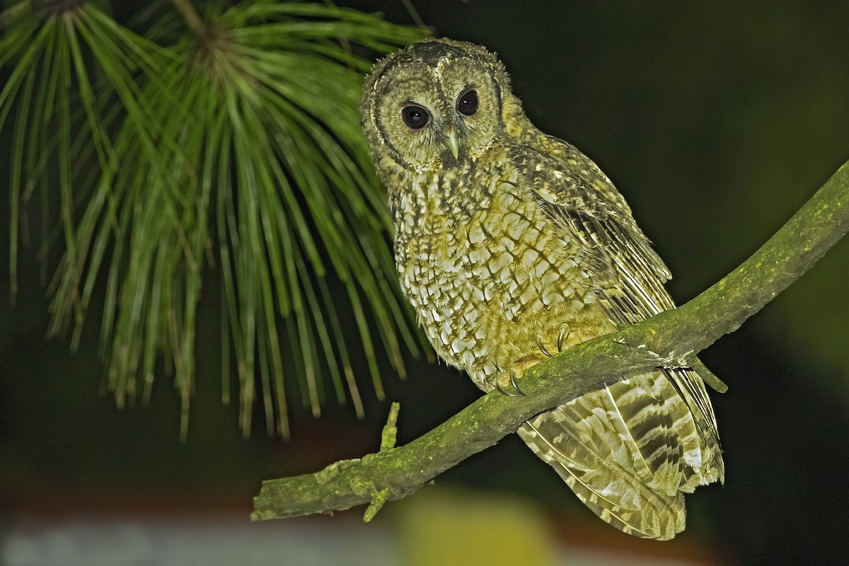 Himalayan Owl - ML446566211