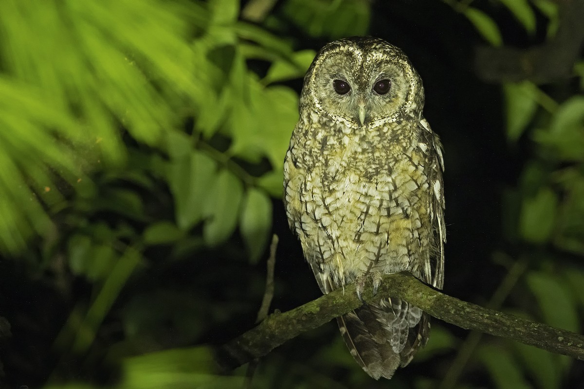 Himalayan Owl - ML446566241