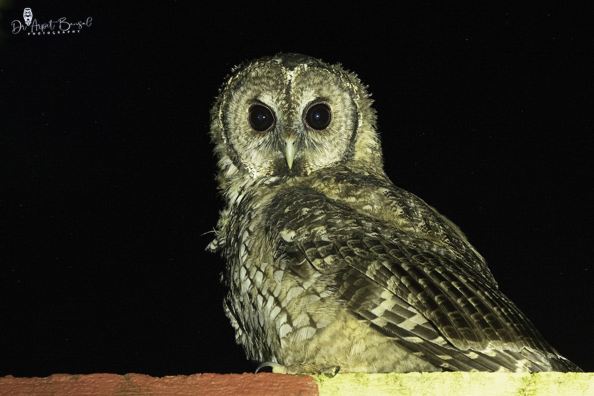 Himalayan Owl - ML446566311