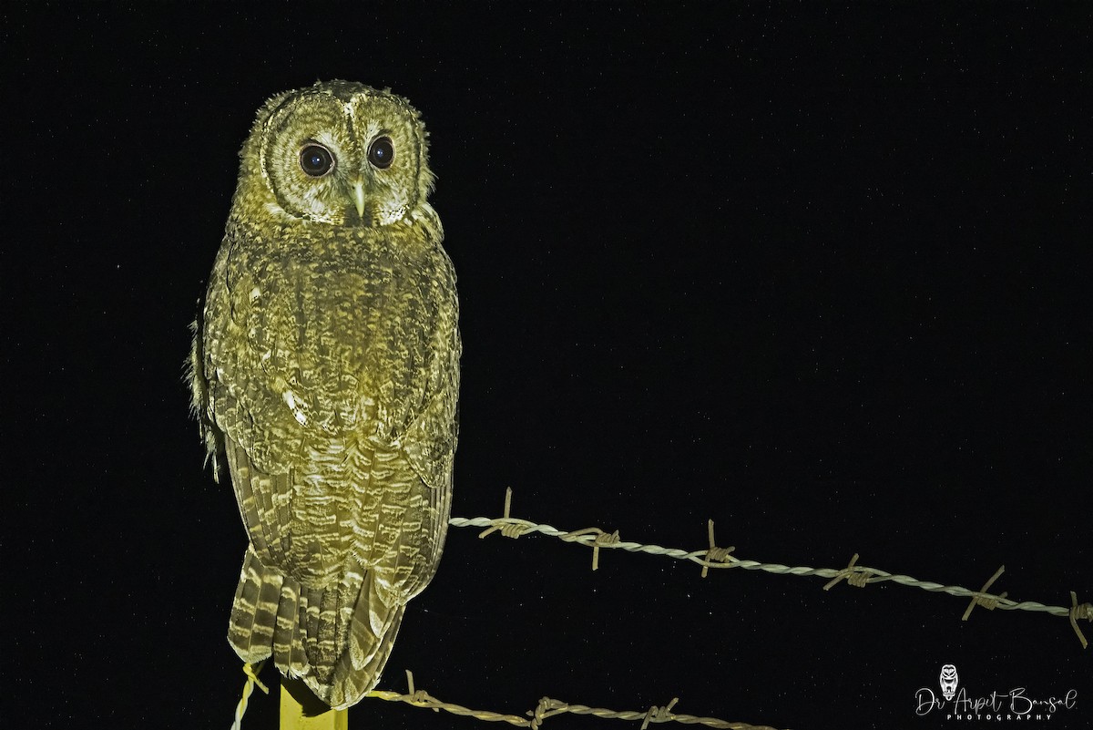 Himalayan Owl - ML446566351