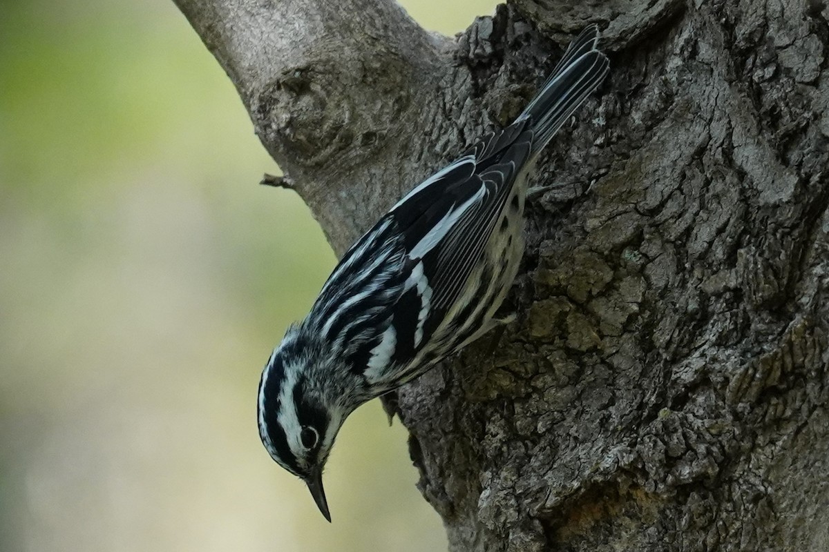 Black-and-white Warbler - ML446566581