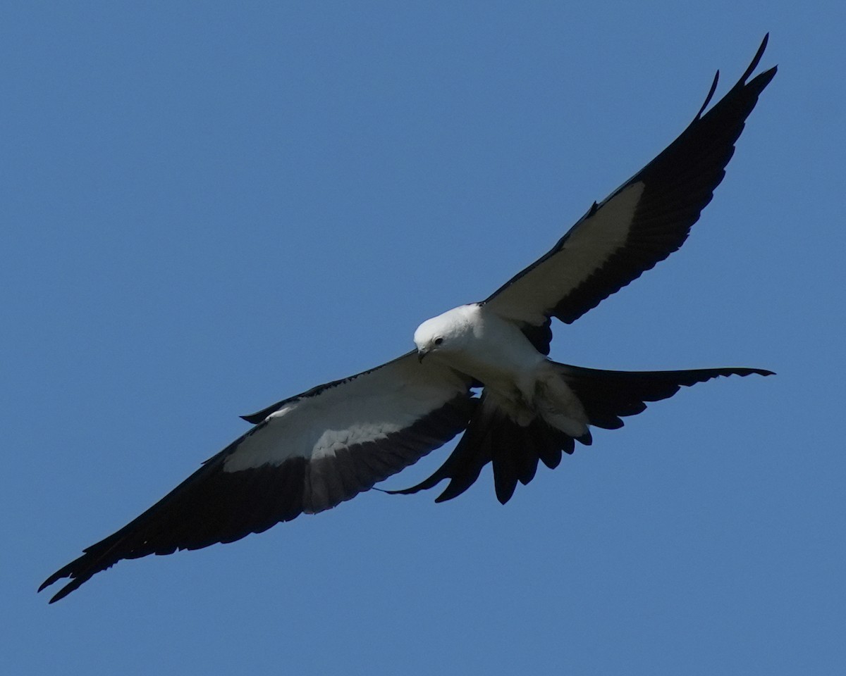 Swallow-tailed Kite - ML446568381