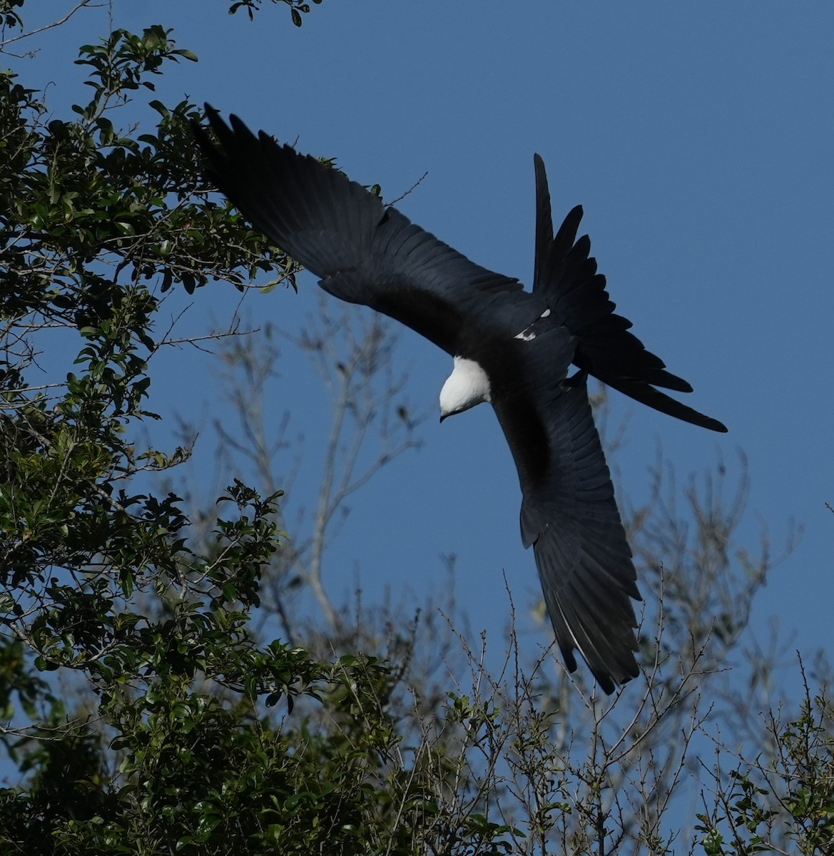 Swallow-tailed Kite - ML446568481