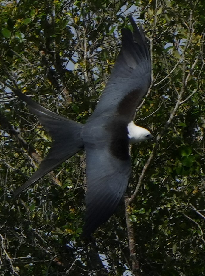 Swallow-tailed Kite - ML446568981