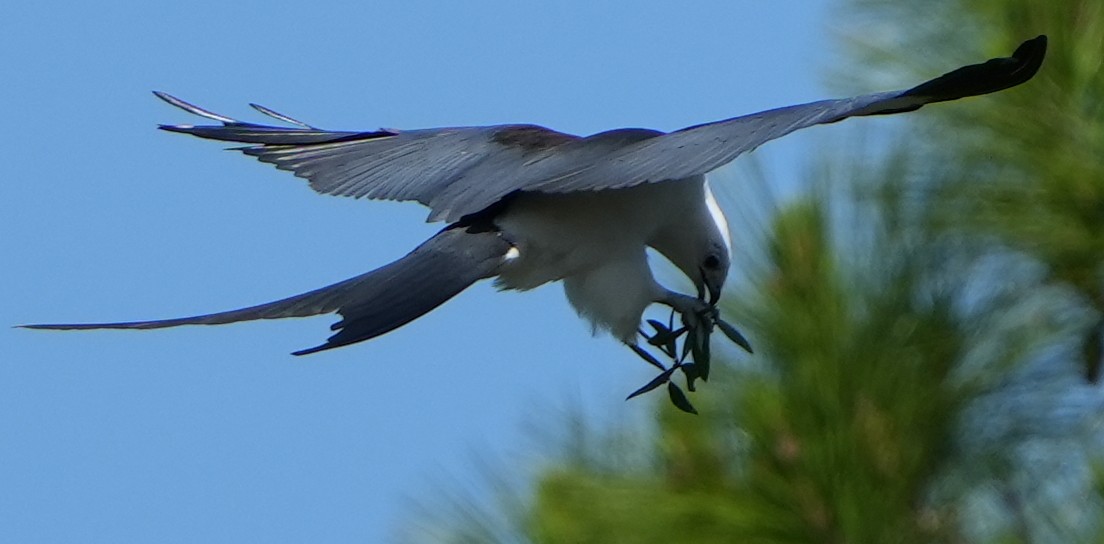 Swallow-tailed Kite - ML446569091