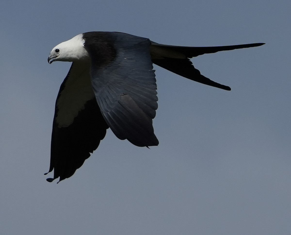Swallow-tailed Kite - ML446569221