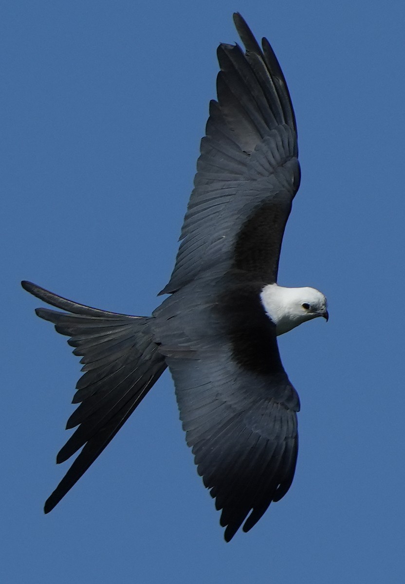 Swallow-tailed Kite - ML446569321