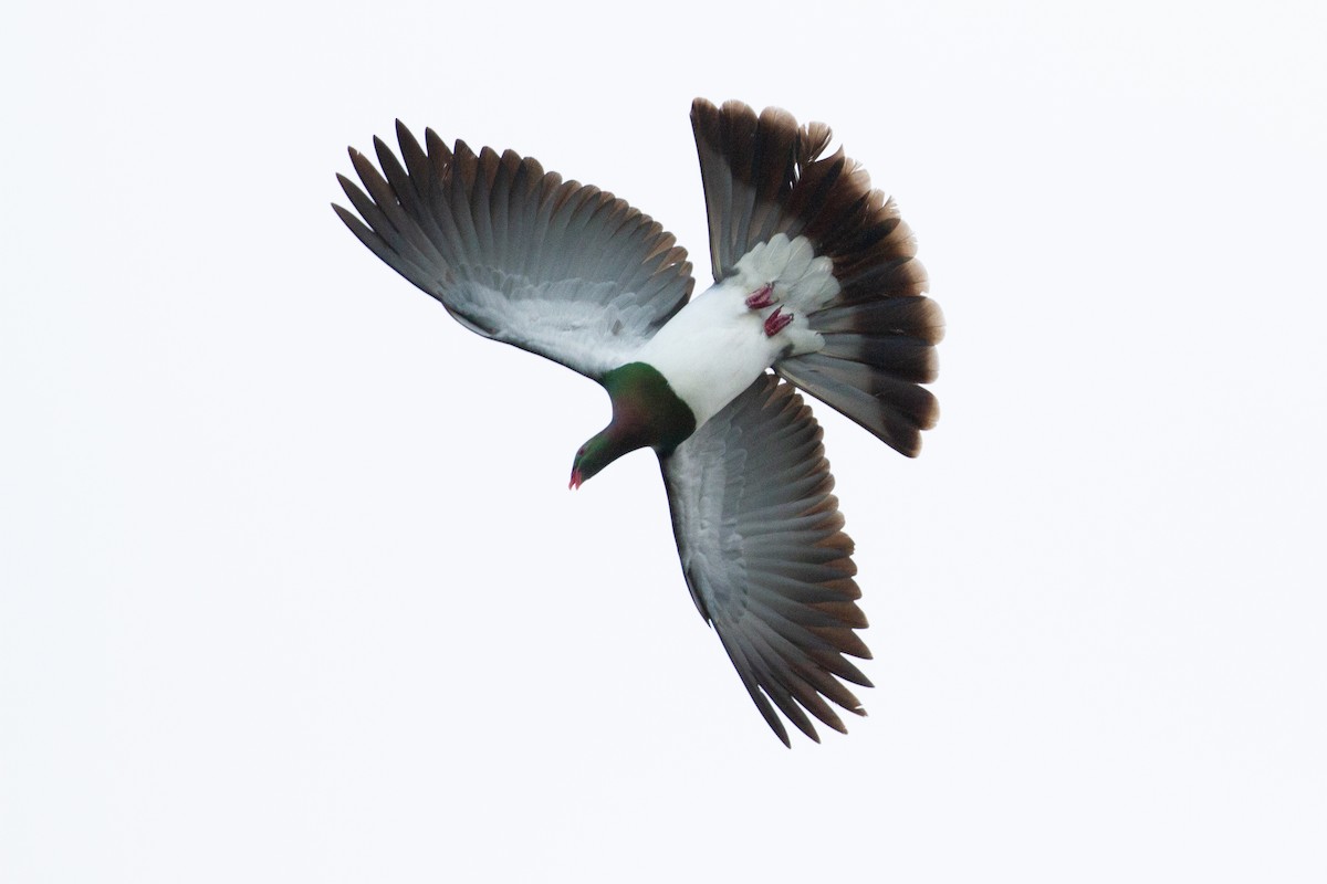 New Zealand Pigeon - ML446569811