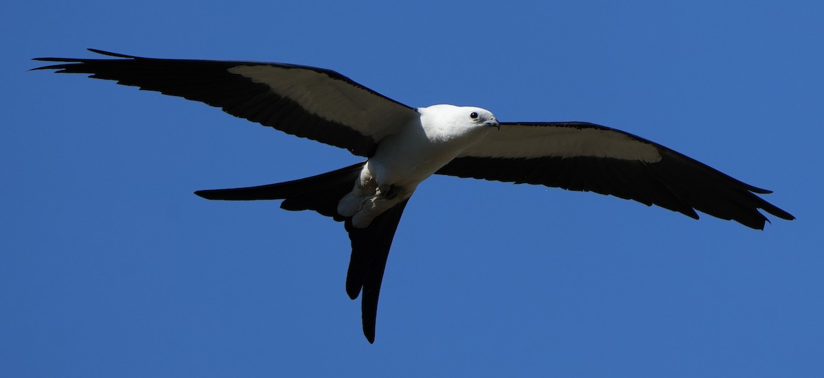 Swallow-tailed Kite - ML446569821