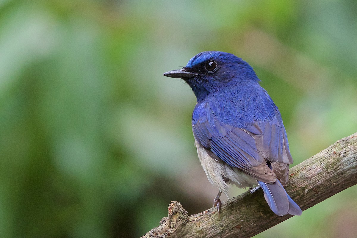 Blue-throated Flycatcher - Arpit Bansal