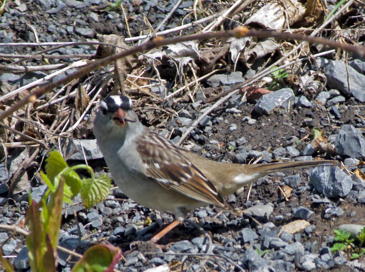 White-crowned Sparrow - Rob Dickerson