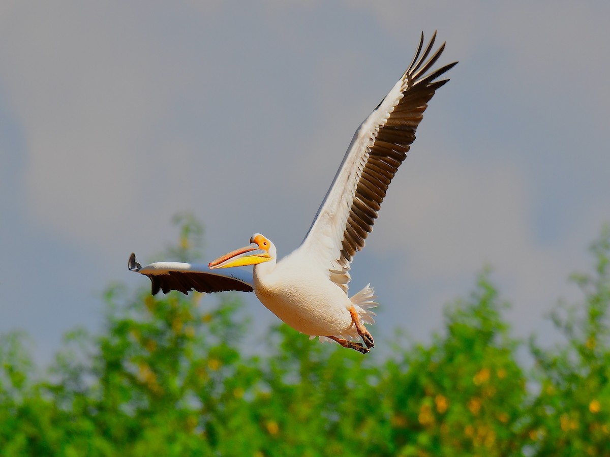 Great White Pelican - Odd Helge Gilja
