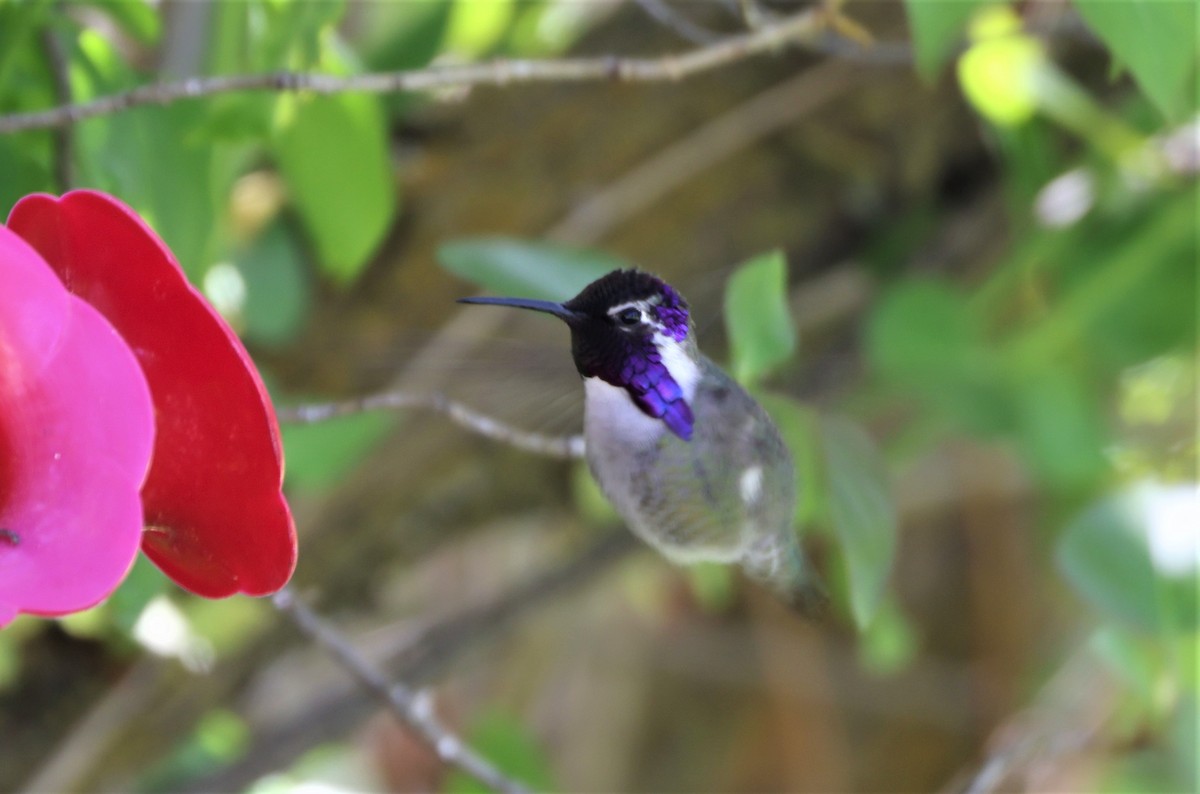 Costa's Hummingbird - Blair Bernson