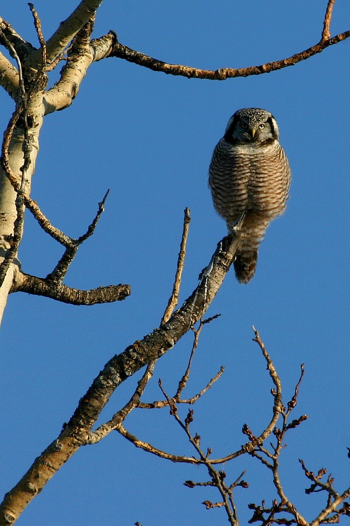 Northern Hawk Owl - Douglas Faulder