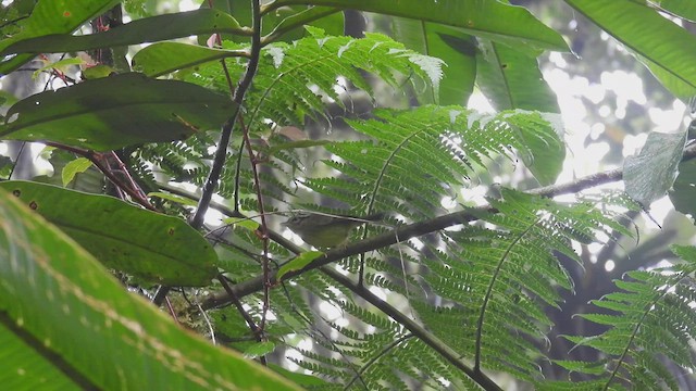 Costa Rican Warbler - ML446606921