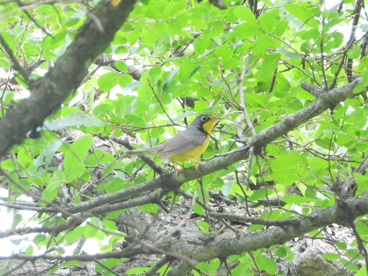 Canada Warbler - Kevin Long