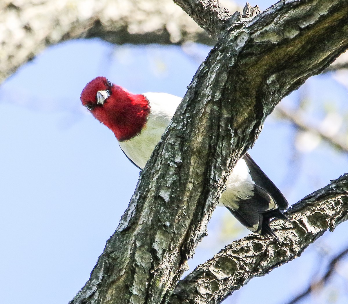 Red-headed Woodpecker - ML446625081