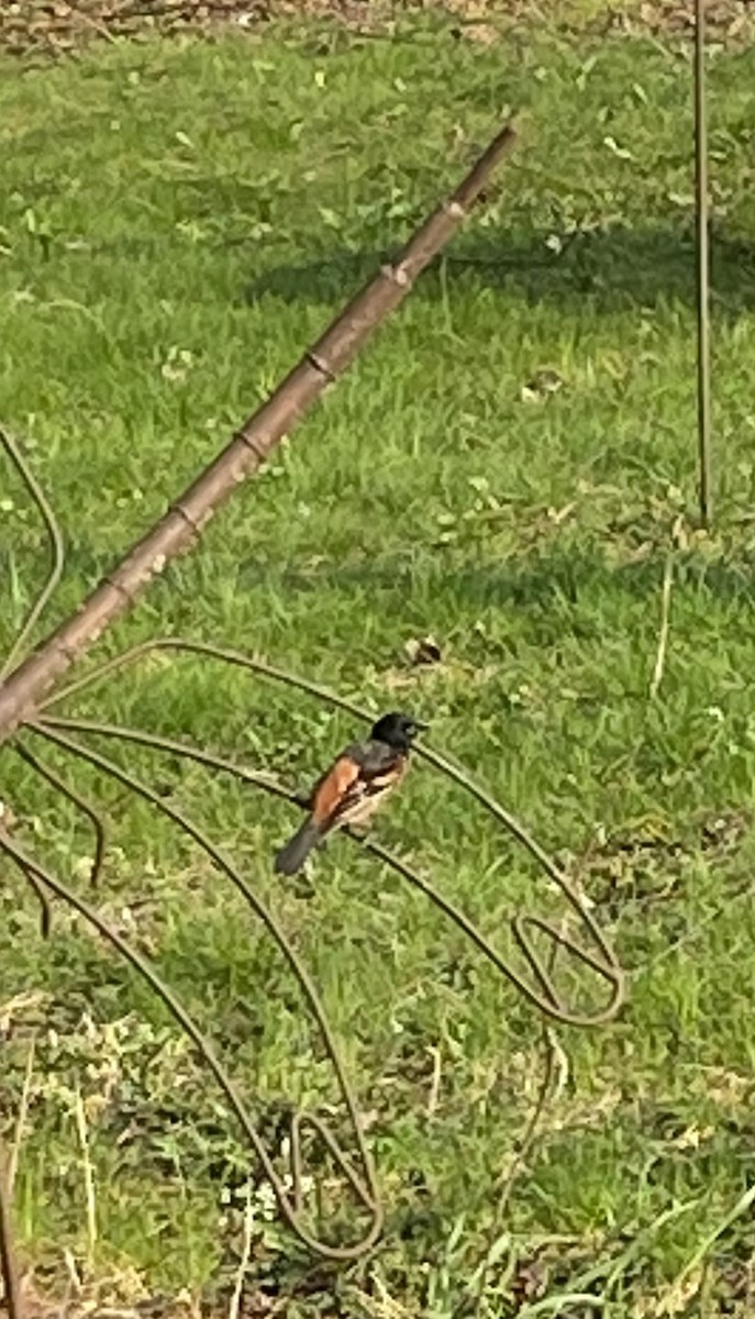 Orchard Oriole - ML446625231
