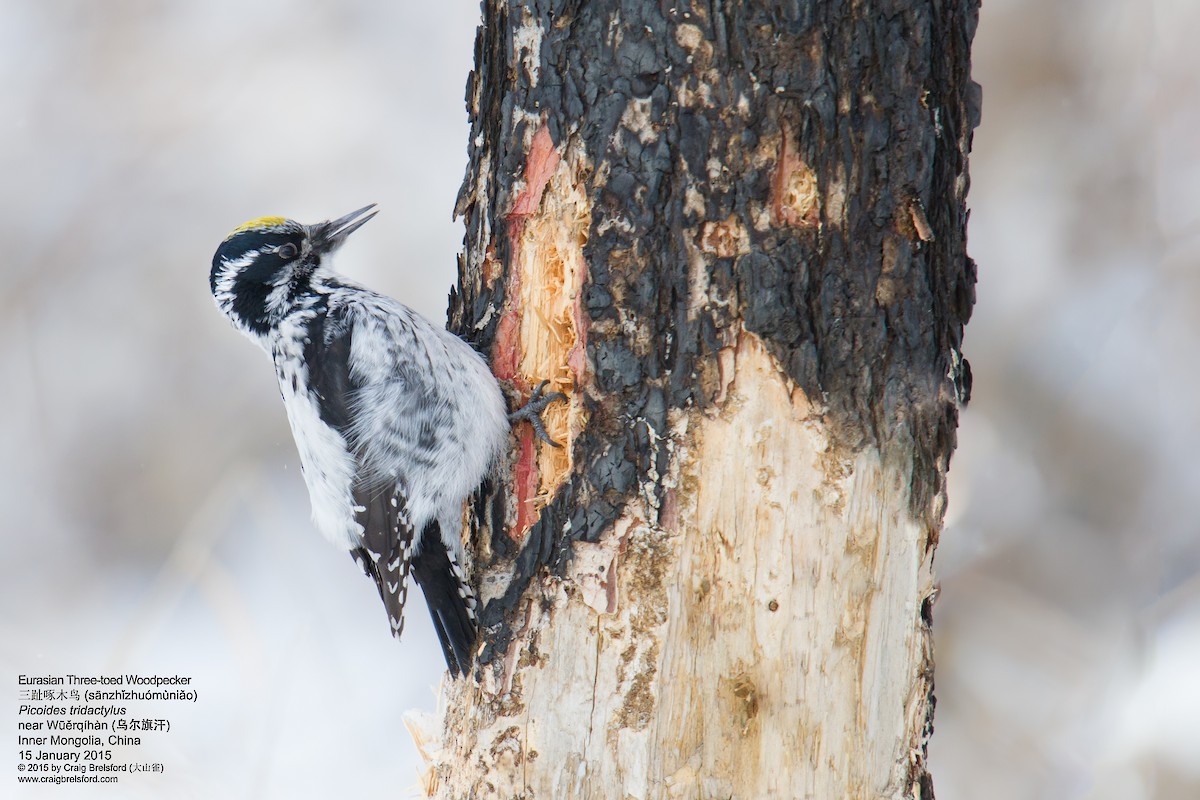 Eurasian Three-toed Woodpecker - Craig Brelsford