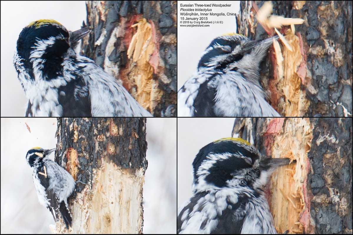 Eurasian Three-toed Woodpecker - ML44662811