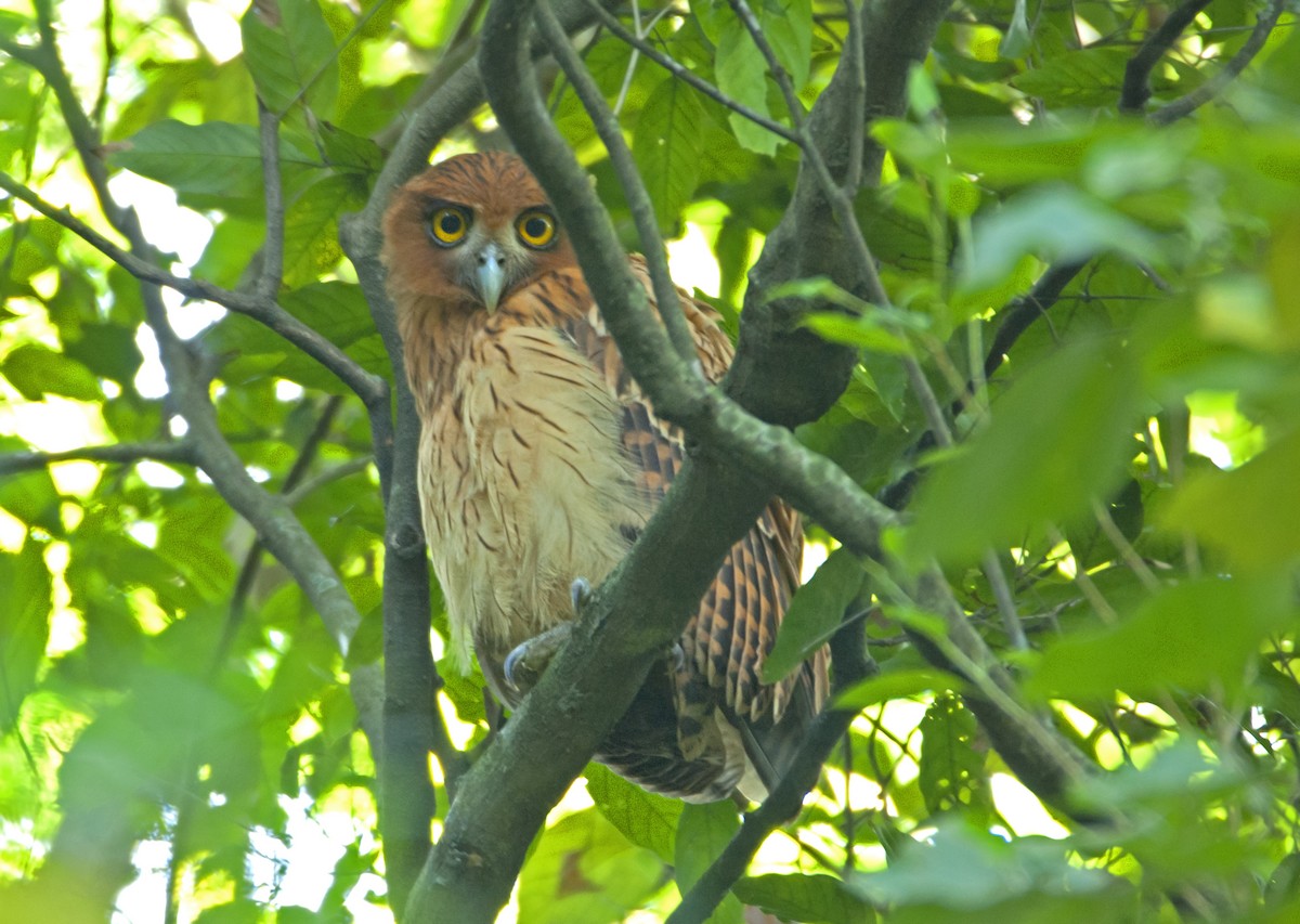 Philippine Eagle-Owl - ML44663061