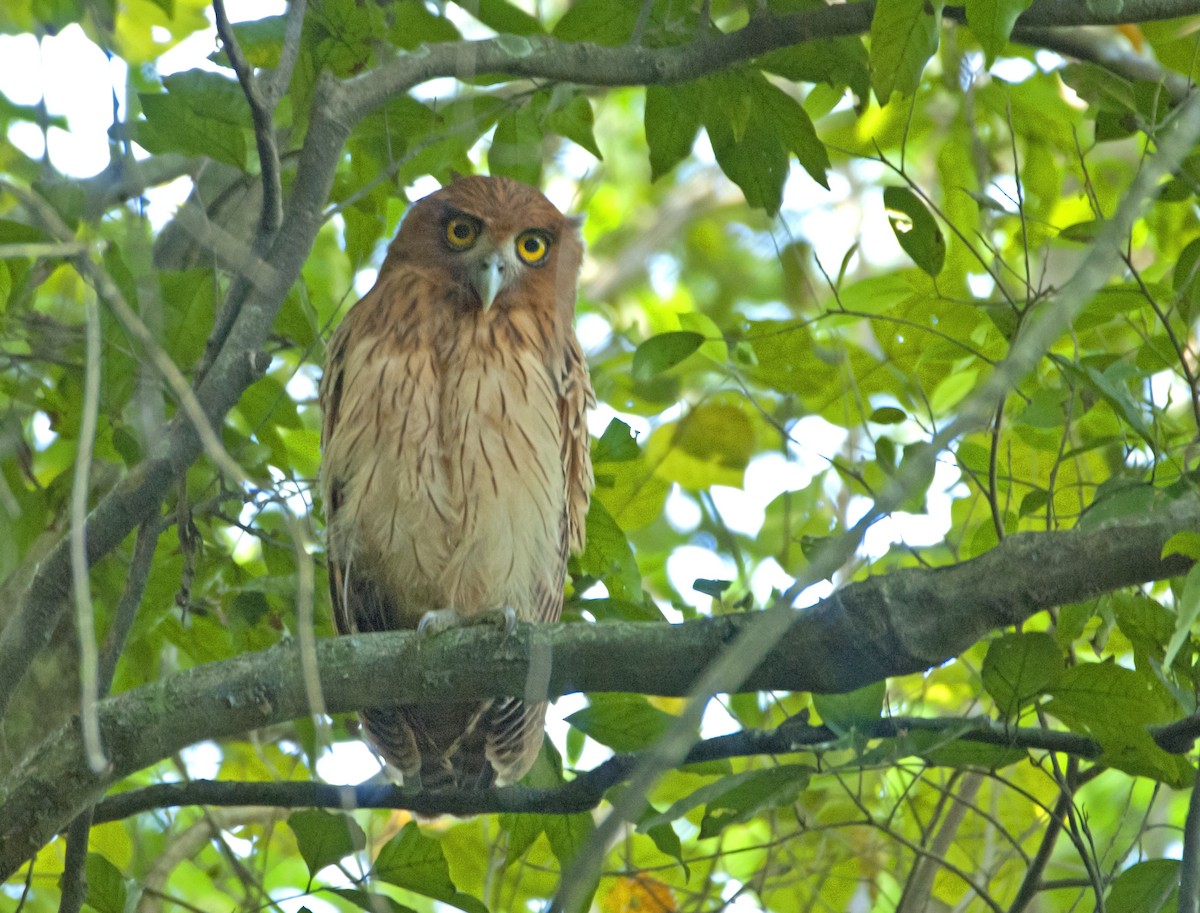Philippine Eagle-Owl - ML44663081