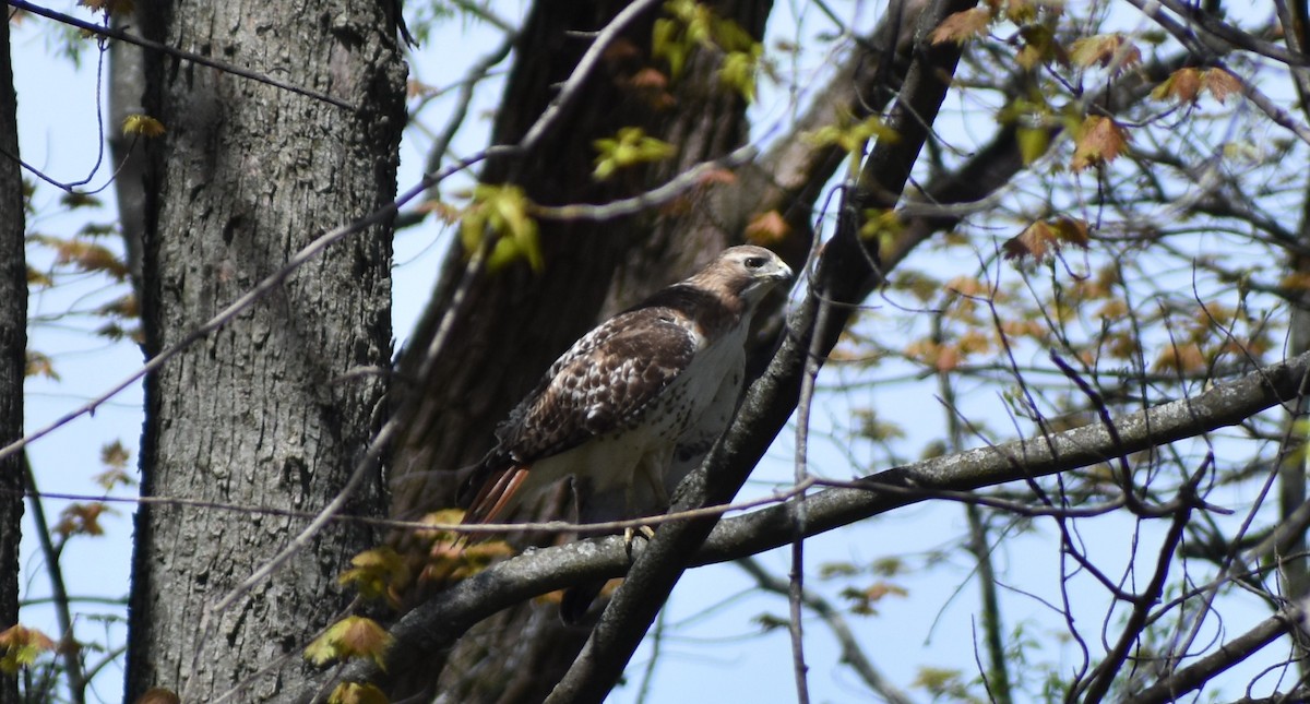 Red-tailed Hawk - ML446634491