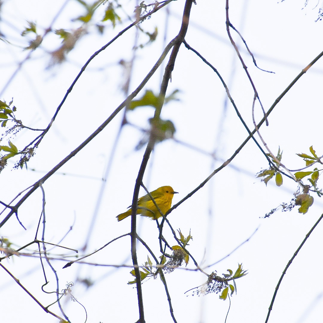 Yellow Warbler - ML446635311