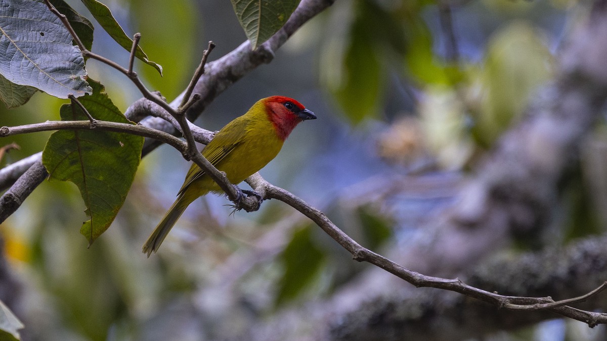 Red-headed Tanager - ML446639591