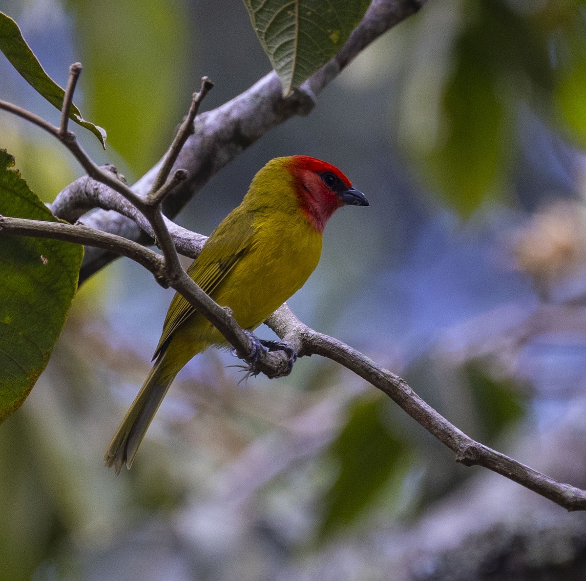 Red-headed Tanager - Mike Austin