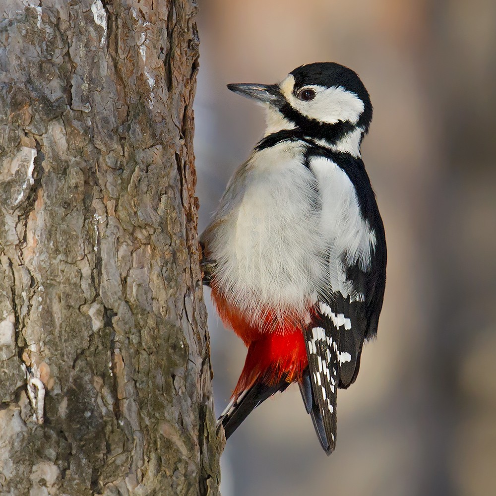Great Spotted Woodpecker - ML44664611