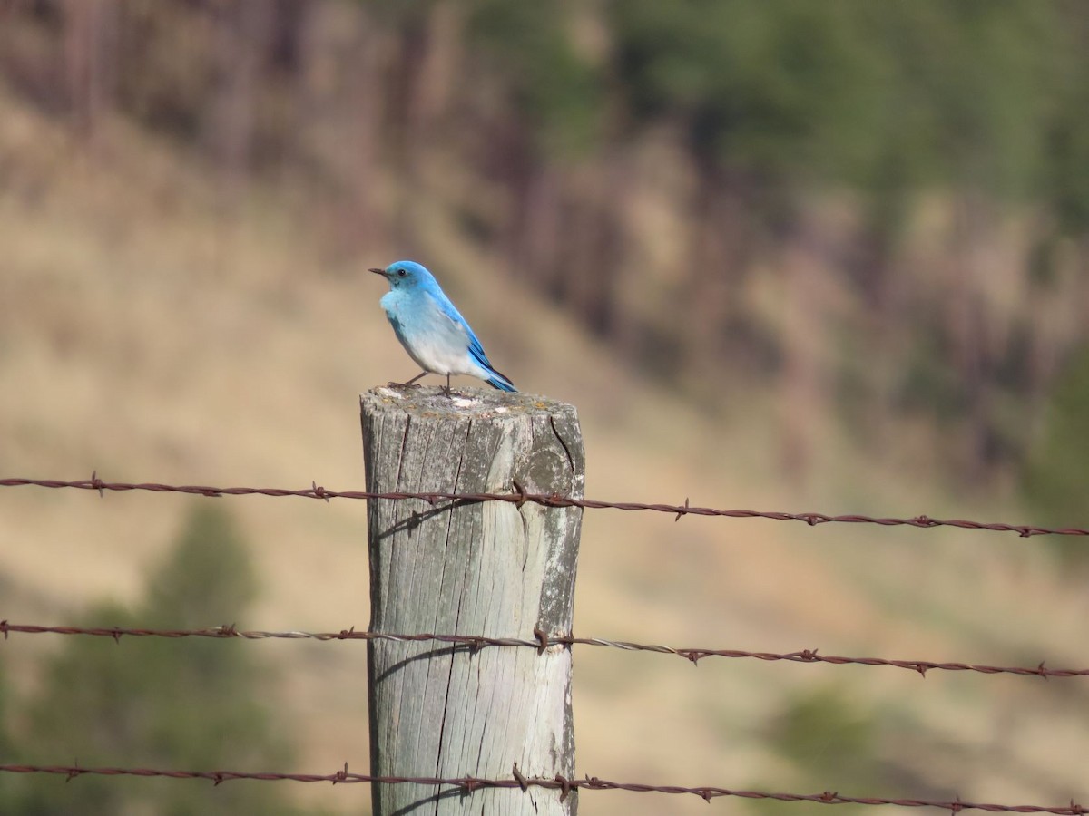 Mountain Bluebird - Lorie Chesnut