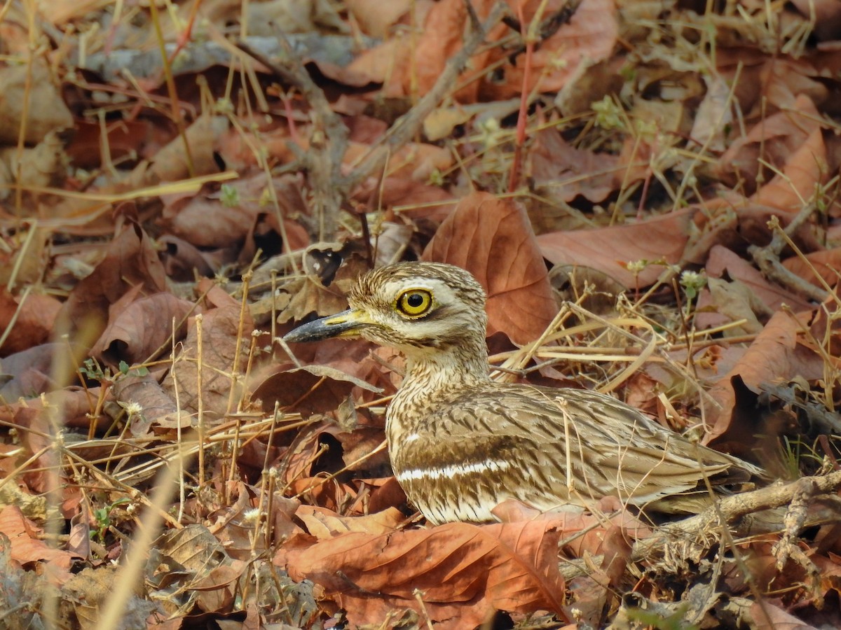 Indian Thick-knee - ML446649661