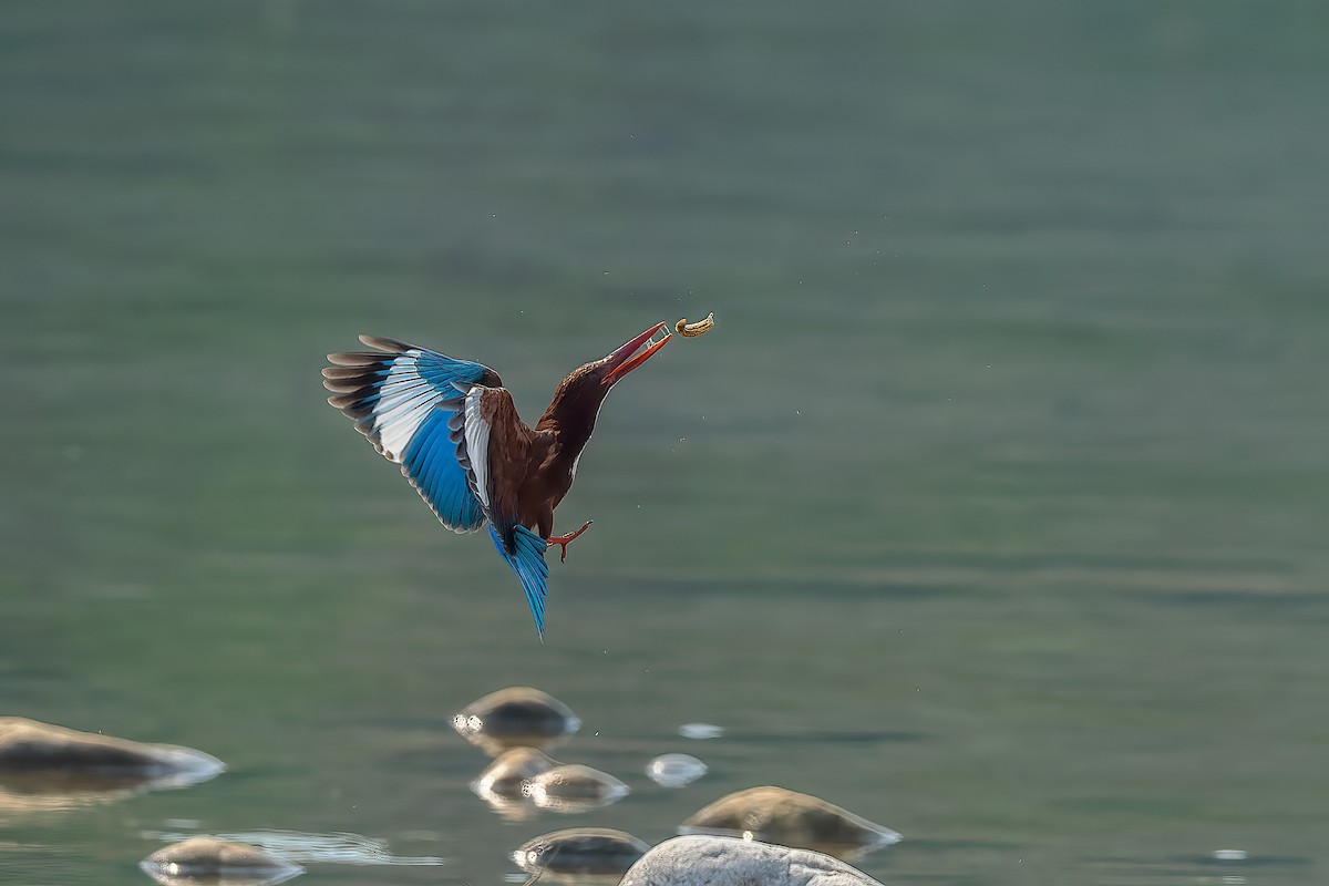 White-throated Kingfisher - Nitin Chandra