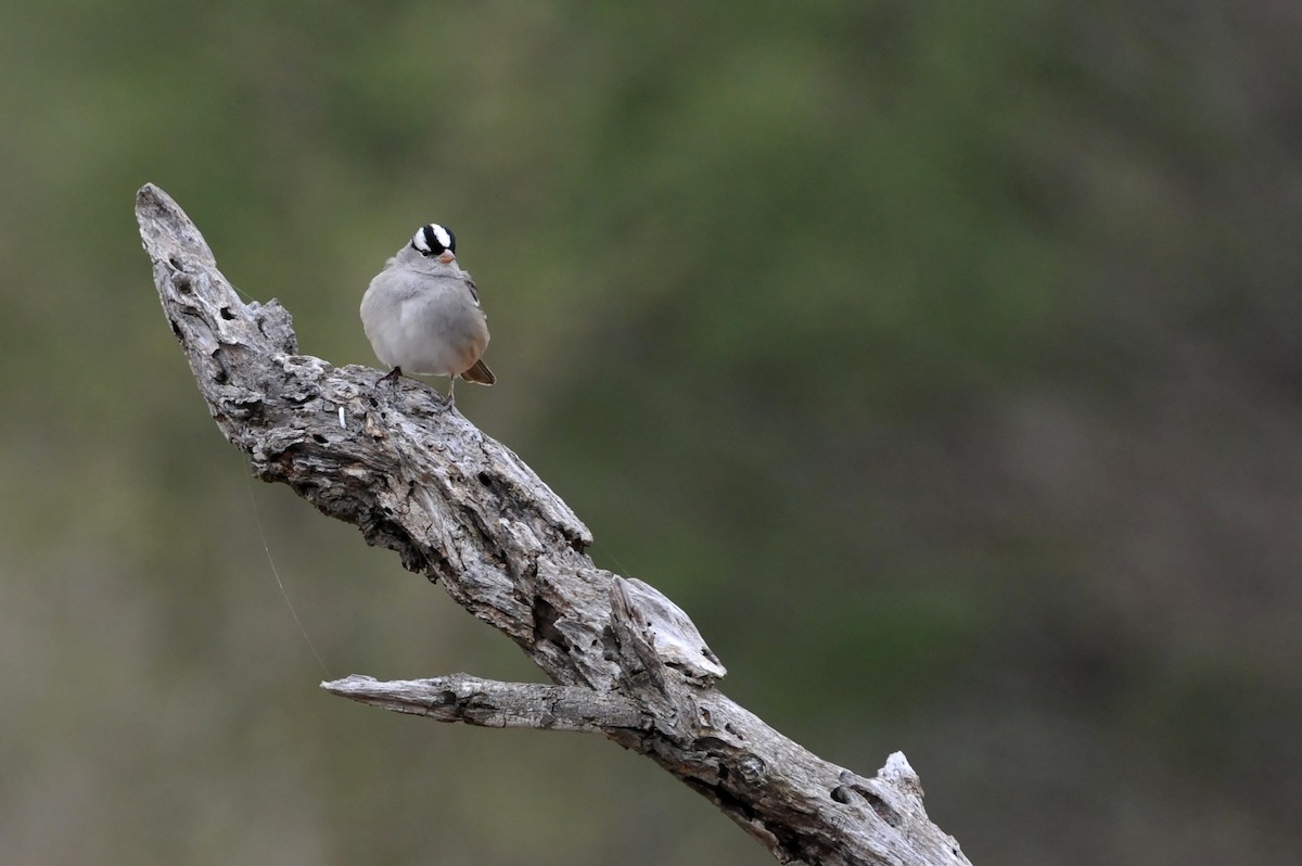 White-crowned Sparrow - ML44665241