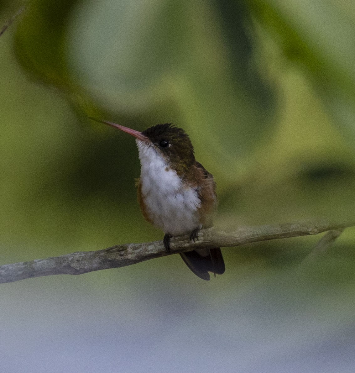 Green-fronted Hummingbird (Cinnamon-sided) - Mike Austin